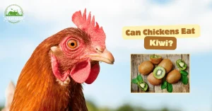 Can Chickens Eat Kiwi