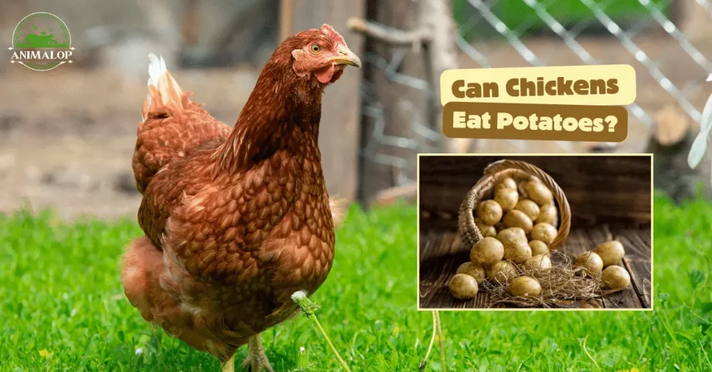 Can Chickens Eat Potatoes