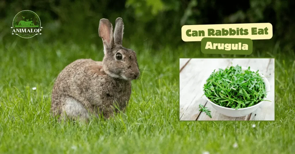 Can Rabbits Eat Arugula