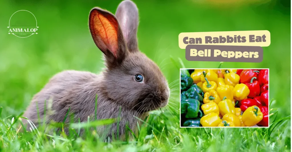 Can Rabbits Eat Bell Peppers