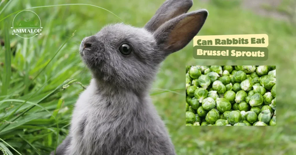 Can Rabbits Eat Brussel Sprouts