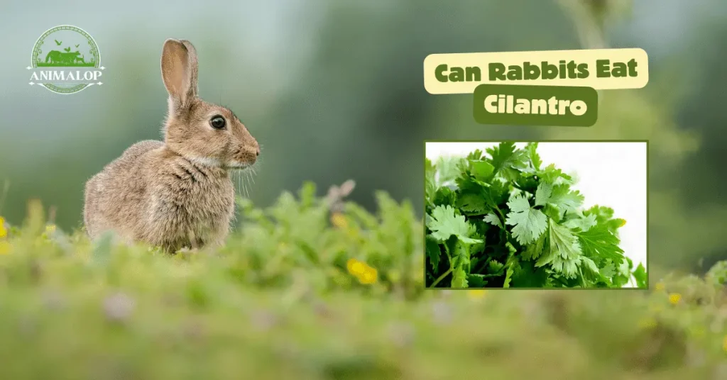 Can Rabbits Eat Cilantro 1