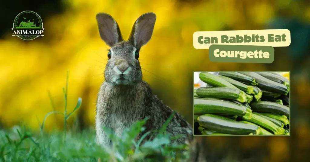 Can Rabbits Eat Courgette 1 1