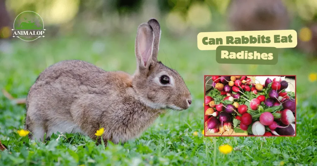 Can Rabbits Eat Radishes