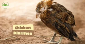 Chicken Diarrhea Causes Symptoms Treatment Prevention