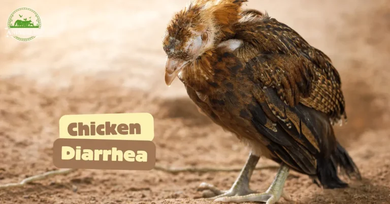 Chicken Diarrhea: Causes, Symptoms, Treatment, & Prevention