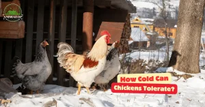 How Cold Can Chickens Tolerate