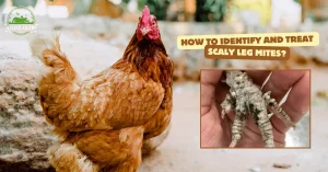 How To Identify And Treat Scaly Leg Mites