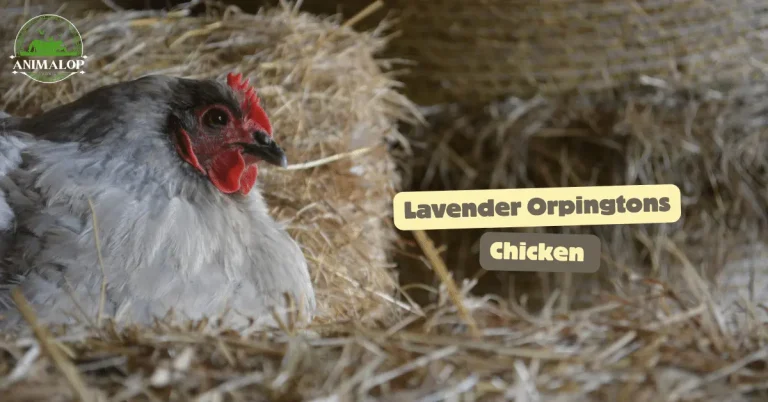Lavender Orpington Chicken Breed Profile And Essential 4 Facts