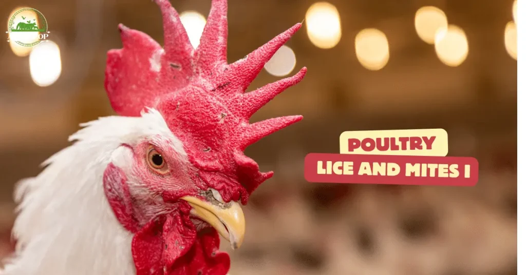 Poultry Lice and Mites Identification and Treatment