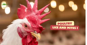 Poultry Lice and Mites Identification and Treatment