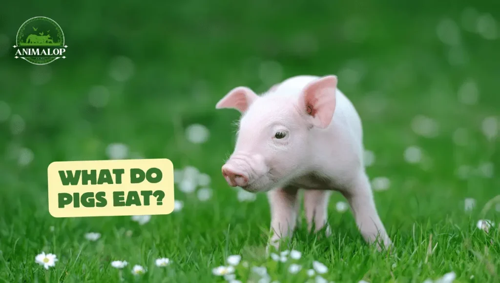 What Do Pigs Eat: Safe Feeding Guide