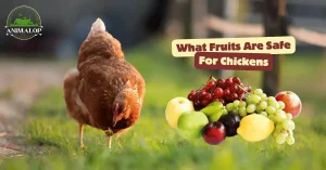 What Fruits Are Safe For Chickens: Health Benefits