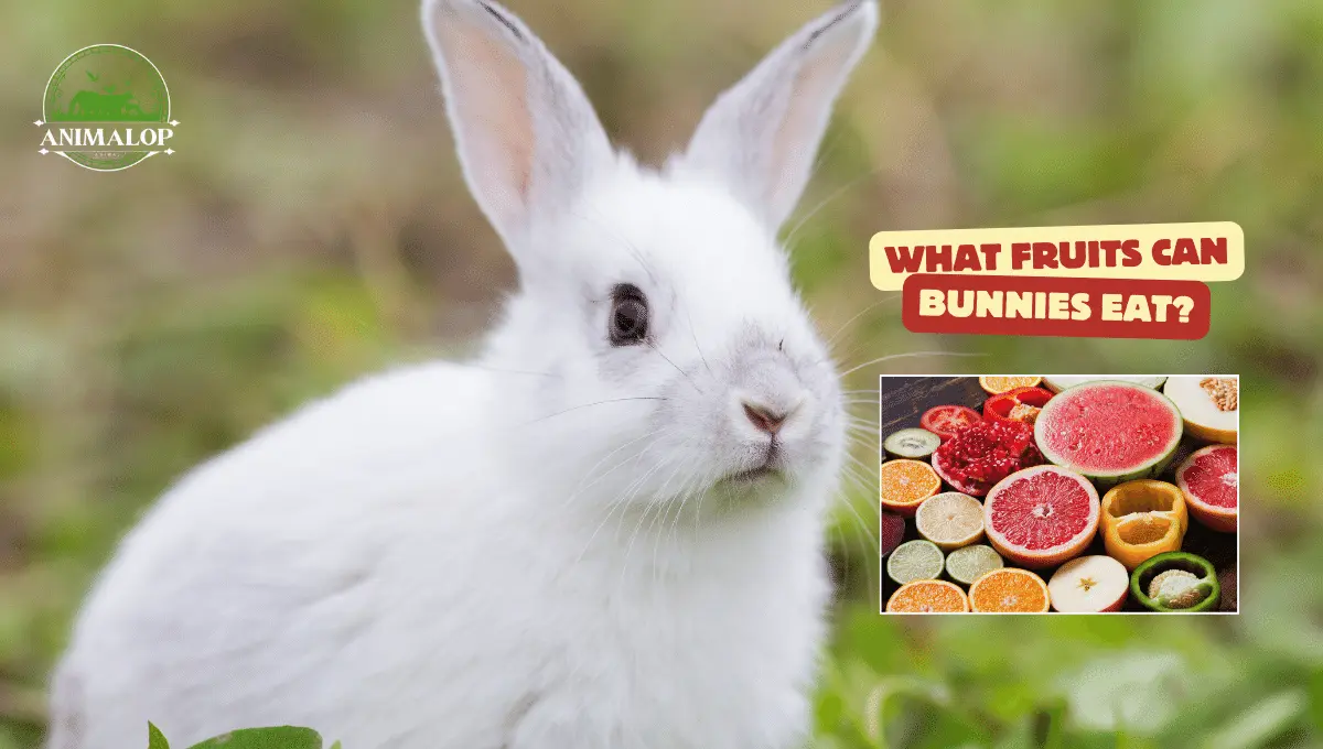 What Fruits Can Bunnies Eat 1