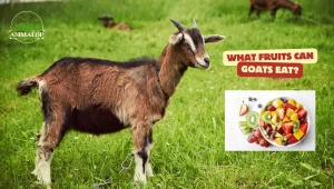 What Fruits Can Goats Eat