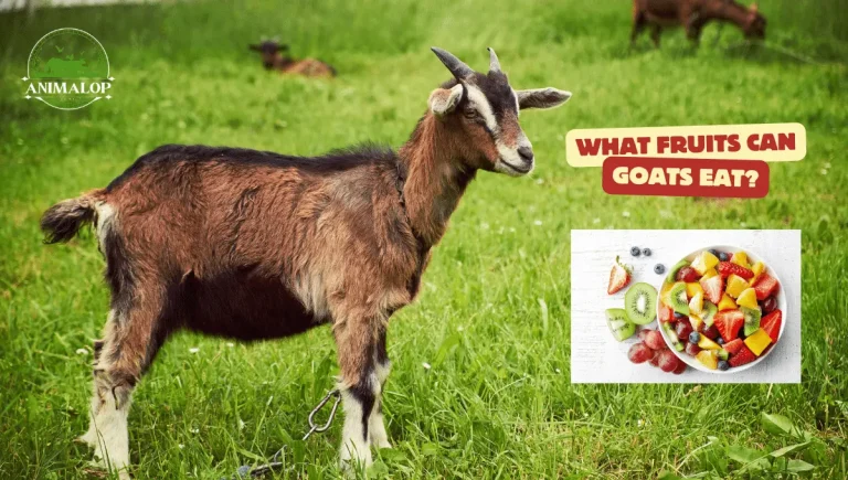 What Fruits Can Goats Eat: The Safe Options And Their Essential Health Benefits 