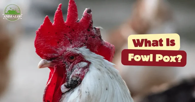 What Is Fowl Pox? How To Treat And Prevent Fowl Pox?
