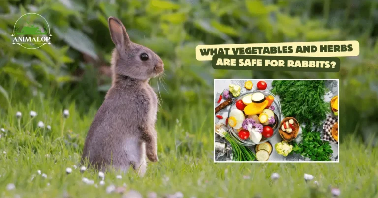 What Vegetables And Herbs Are Safe For Rabbits?