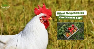 What Vegetables Can Chickens Eat?