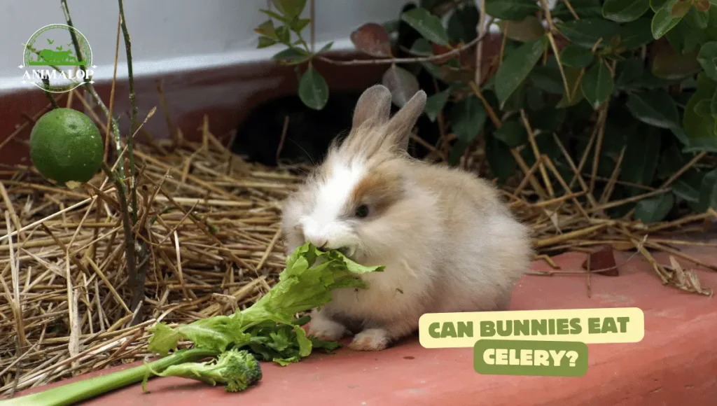 Can Bunnies Eat Celery