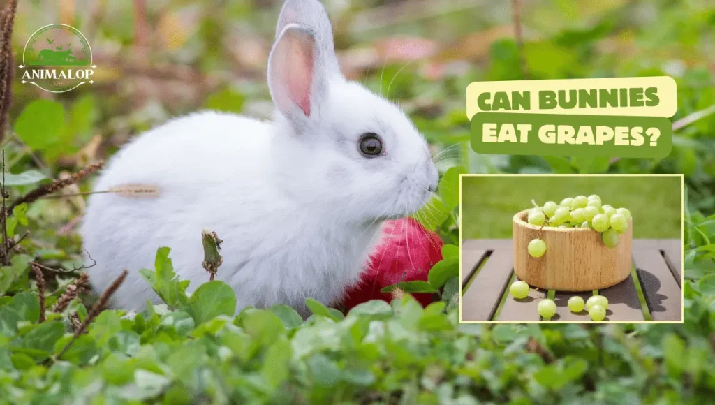 Can Bunnies Eat Grapes