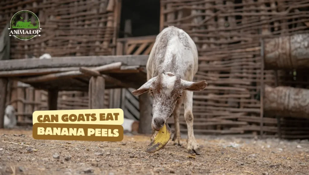 Can Goats Eat Banana Peels