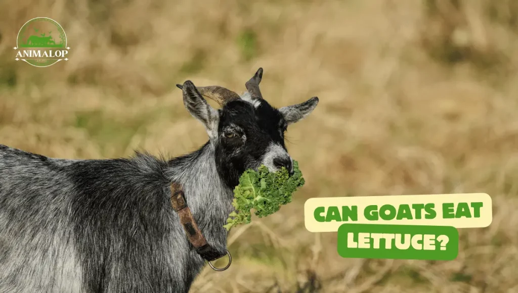 Can Goats Eat Lettuce