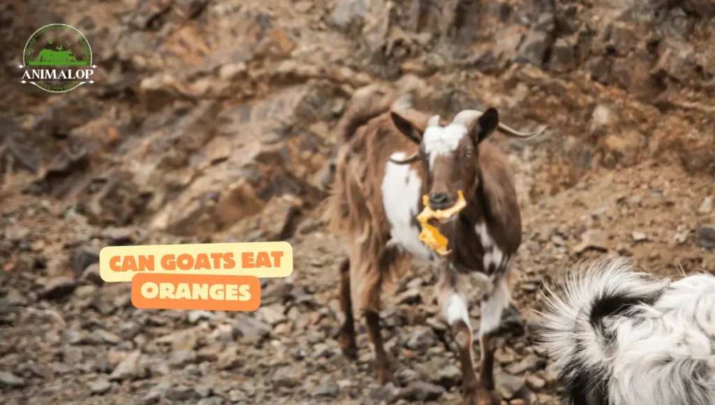 Can Goats Eat Oranges