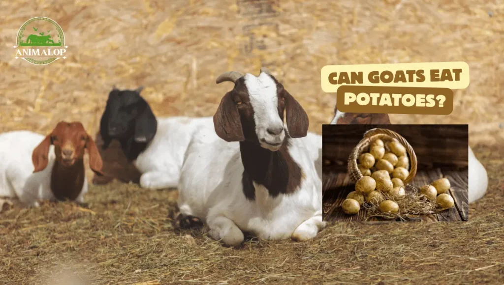 Can Goats Eat Potatoes