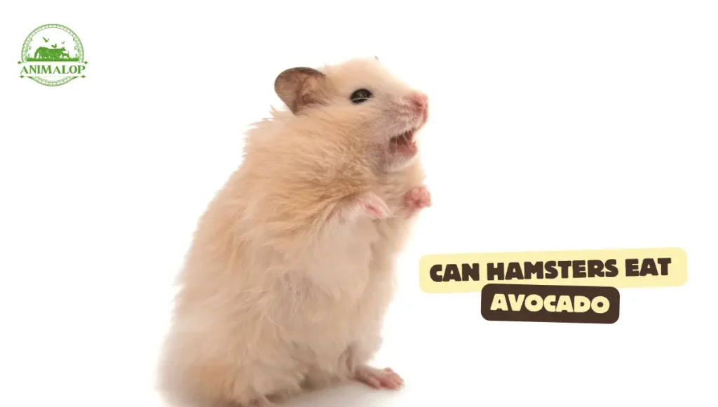 Can Hamsters Eat Avocado