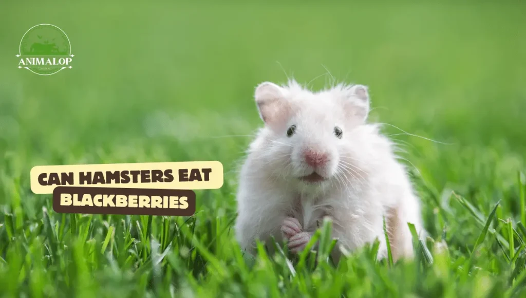 Can Hamsters Eat Blackberries