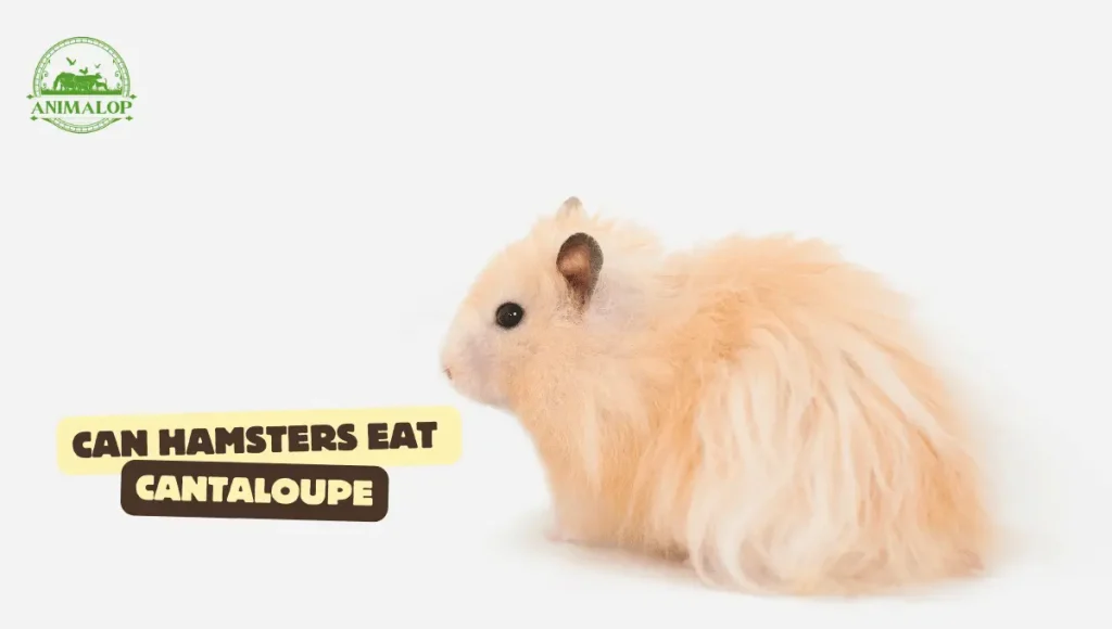 Can Hamsters Eat Cantaloupe