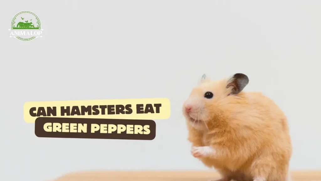 Can Hamsters Eat Green Peppers