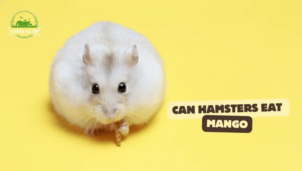 Can Hamsters Eat Mango