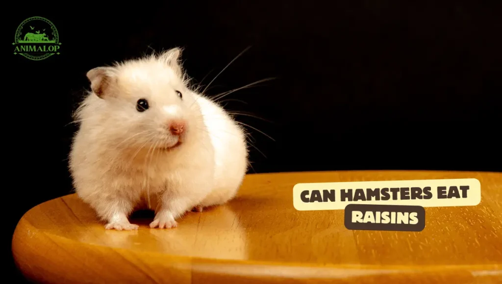 Can Hamsters Eat Raisins 1