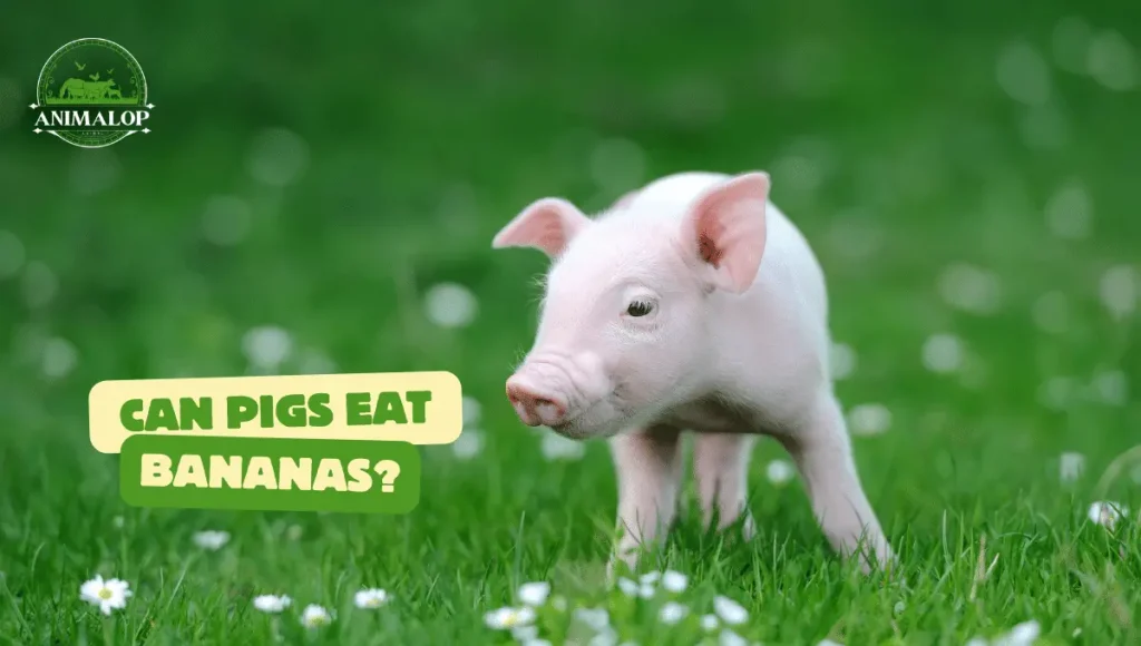 Can Pigs Eat Bananas