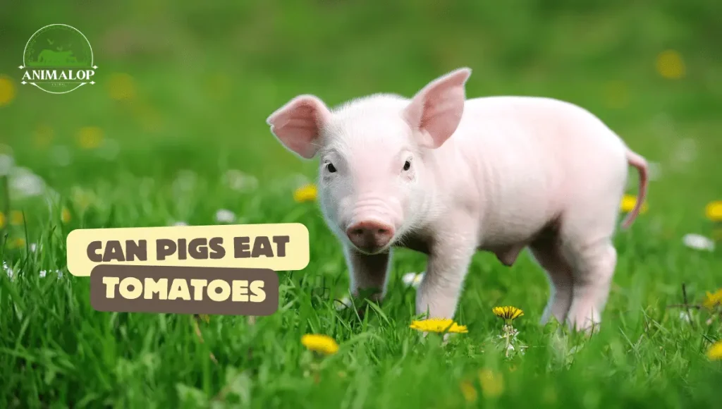 Can Pigs Eat Tomatoes