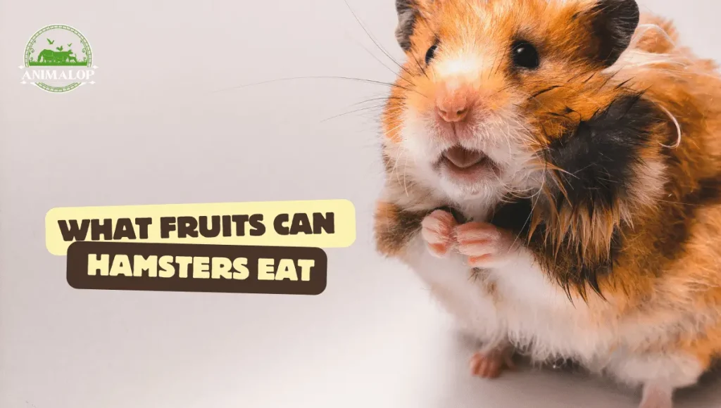 What Fruits Can Hamsters Eat 1