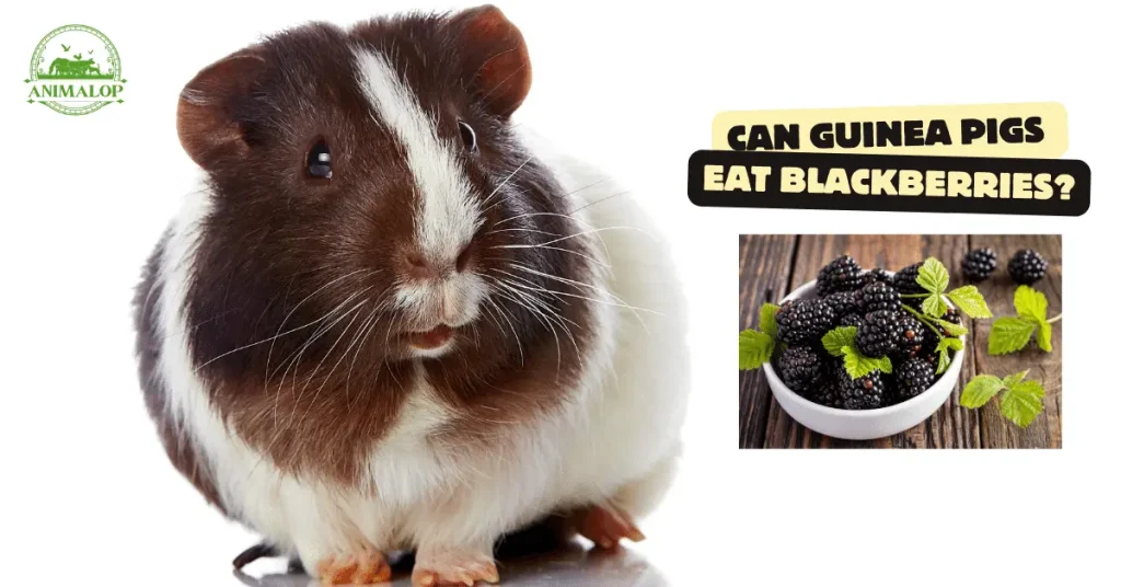 can Guinea Pigs Eat Blackberries