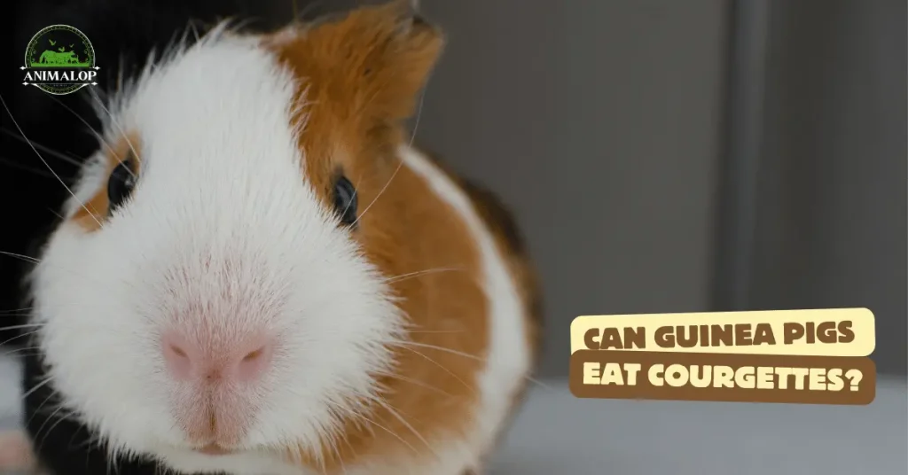 can Guinea Pigs Eat Courgettes