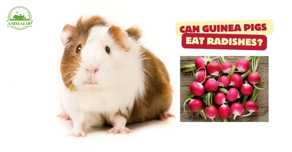 can Guinea Pigs Eat Radishes