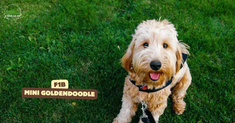 F1b mini Goldendoodle | Features & Perks That You Need To Know 2024