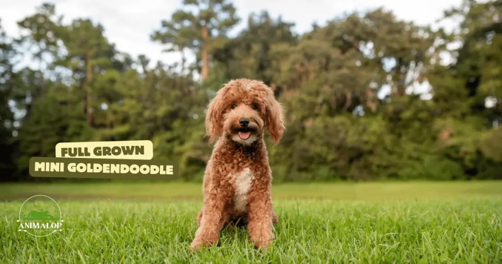 Full grown mini Goldendoodle | How Big Can They Get?