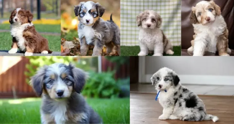 Mini Aussiedoodle: A Complete Guide to Their Traits, Temperament & Care